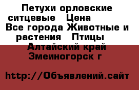 Петухи орловские ситцевые › Цена ­ 1 000 - Все города Животные и растения » Птицы   . Алтайский край,Змеиногорск г.